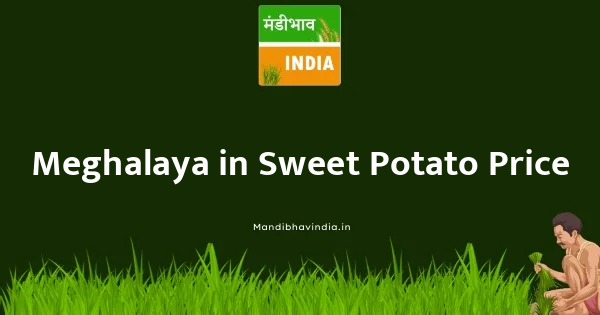 Sweet Potato भाव